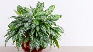 Chinese Evergreen (Aglaonema spp.) in red plant pot against a white wall