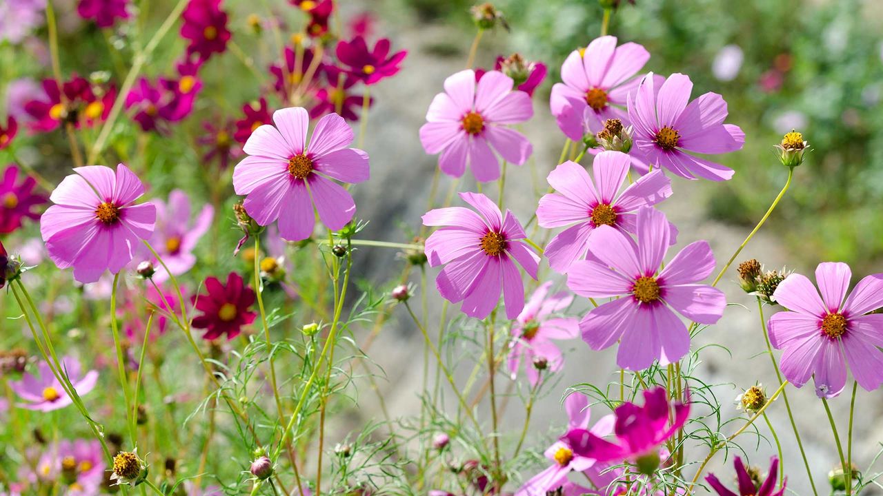 What flower seeds to sow in April: 8 beautiful options | Woman & Home