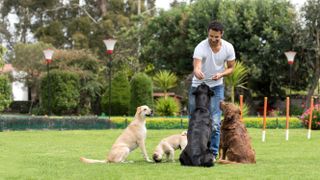 Man training dogs at the park