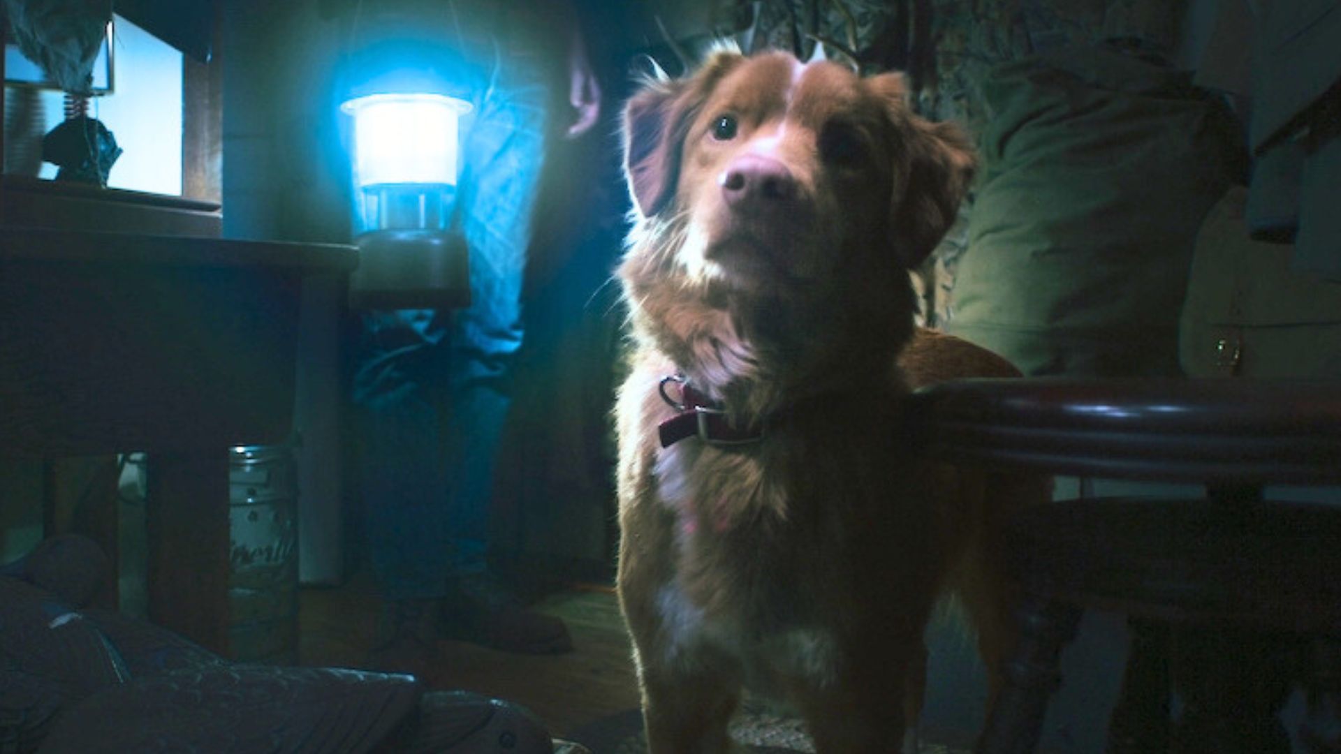 Indy looks alert at something off-screen