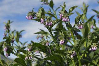 A comfrey plant with pink flowers