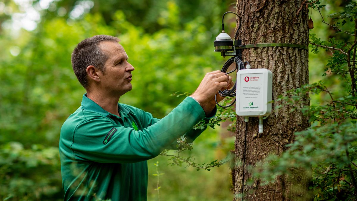 An IoT sensor is attached to a tree.