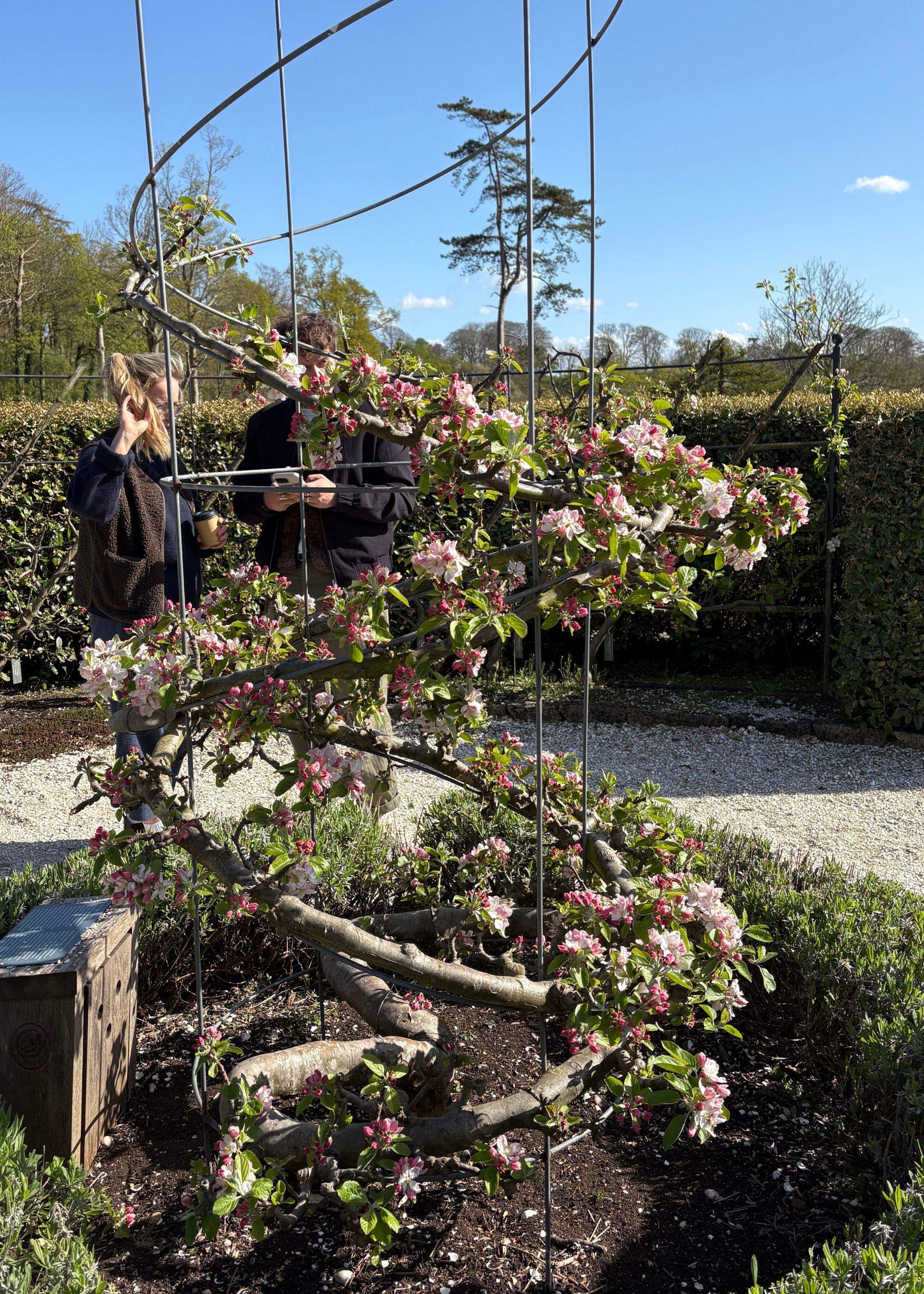 A trained apple blossom tree growing in a spiral
