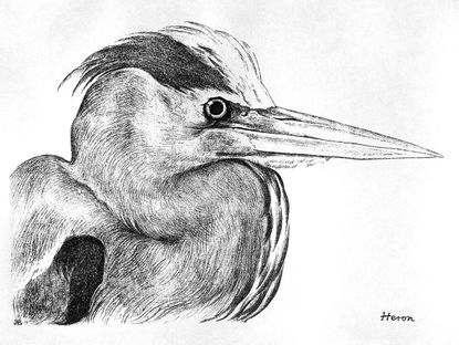 Heron by Jemima Blackburn, 1895.