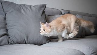 cat running across sofa