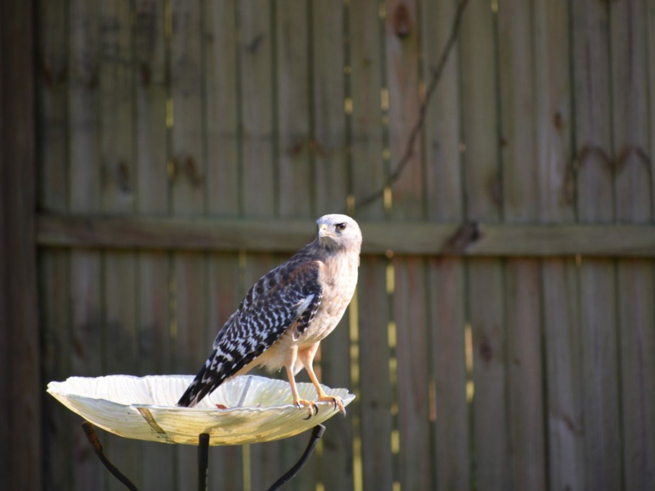 Bird Of Prey In The Garden In A Bird Bath