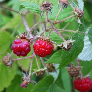 Raspberries on a raspberry plant close-up