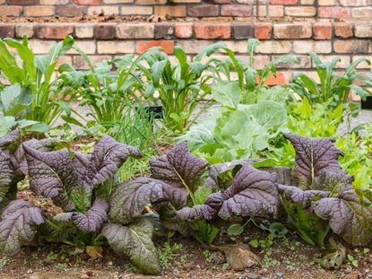 Leafy greens growing in front of a brick wall