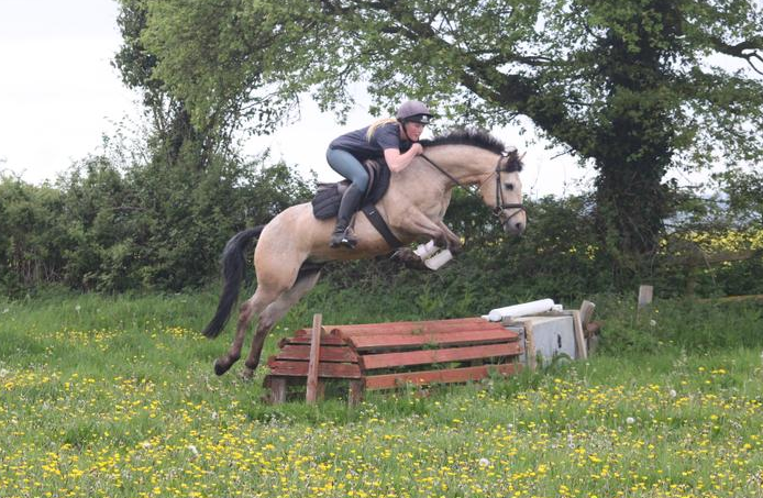 dun horses for sale