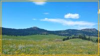 wildflowers in fields with mountains in the background