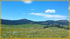 wildflowers in fields with mountains in the background