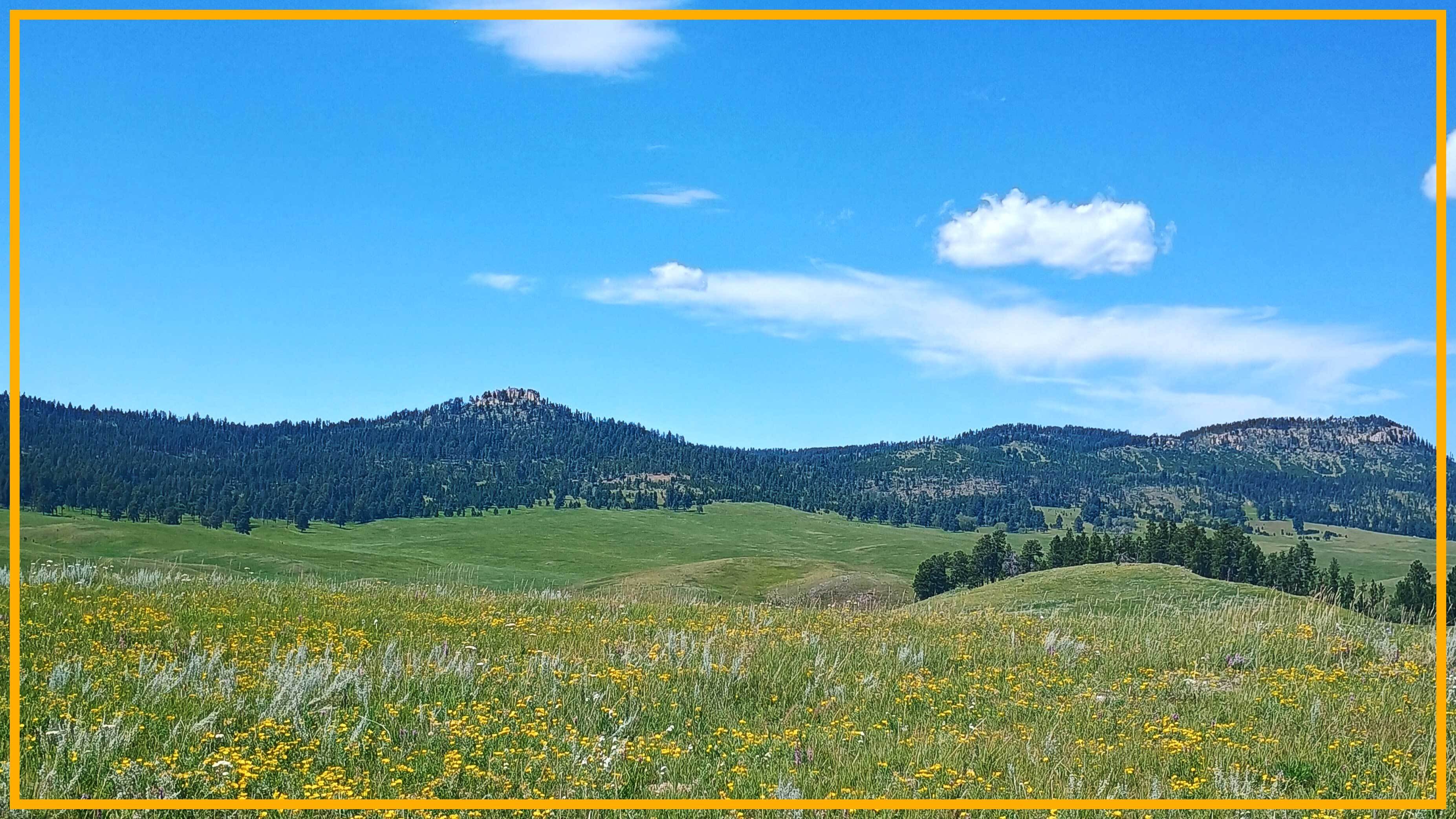 wildflowers in fields with mountains in the background