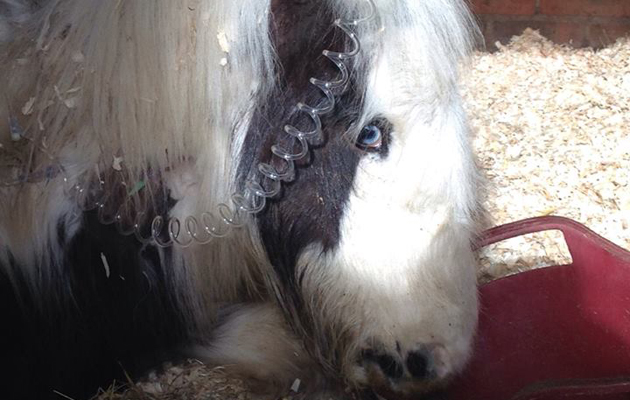 Gizmo the foal 2