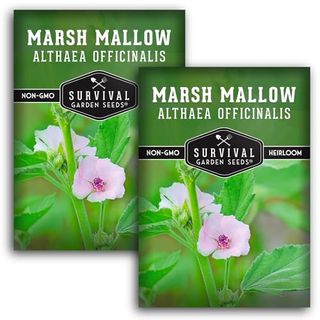 Marsh Mallow Seed for Planting - 2 Packets With Instructions to Plant and Grow Rare Medicinal Flowering Herbs in Your Home Vegetable Garden - Non-Gmo Heirloom Variety - Survival Garden Seeds