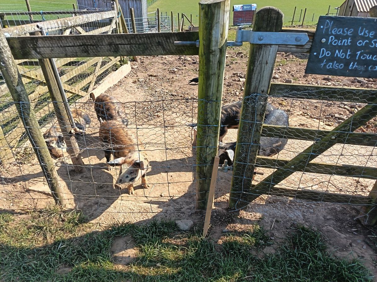 Honor 400 Lite camera samples