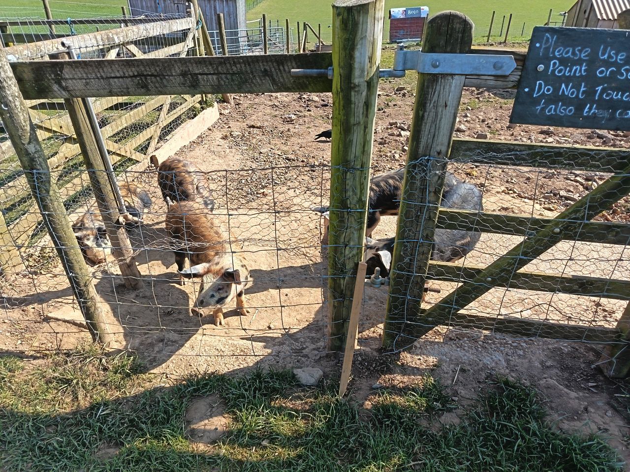 Honor 400 Lite camera samples