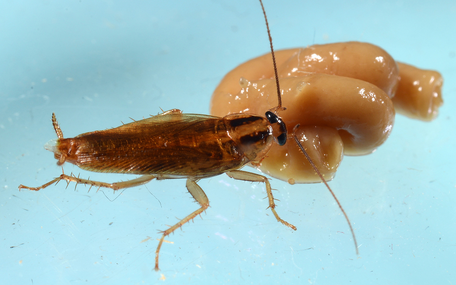 A German cockroach (Blattella germanica) samples a gel blob of insecticide.