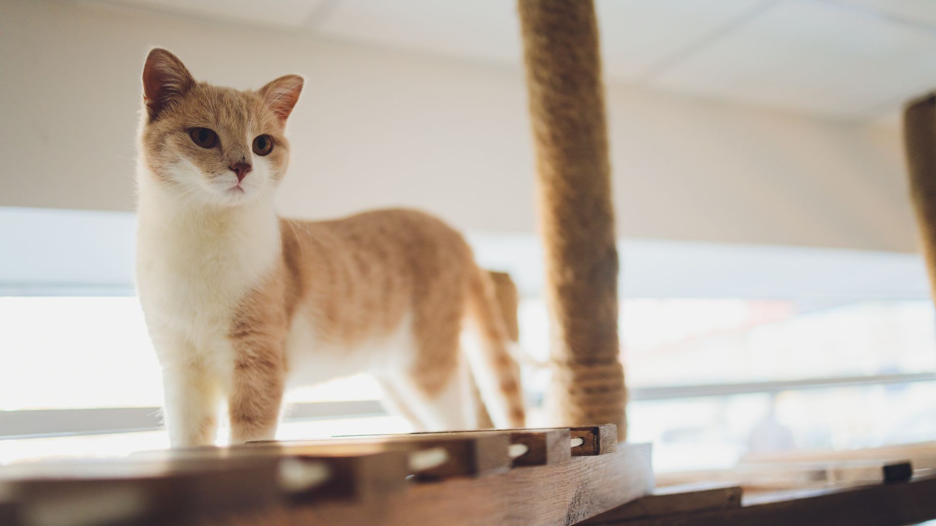 short legged ginger cat with white bib
