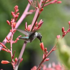 A hummingbird on a plant
