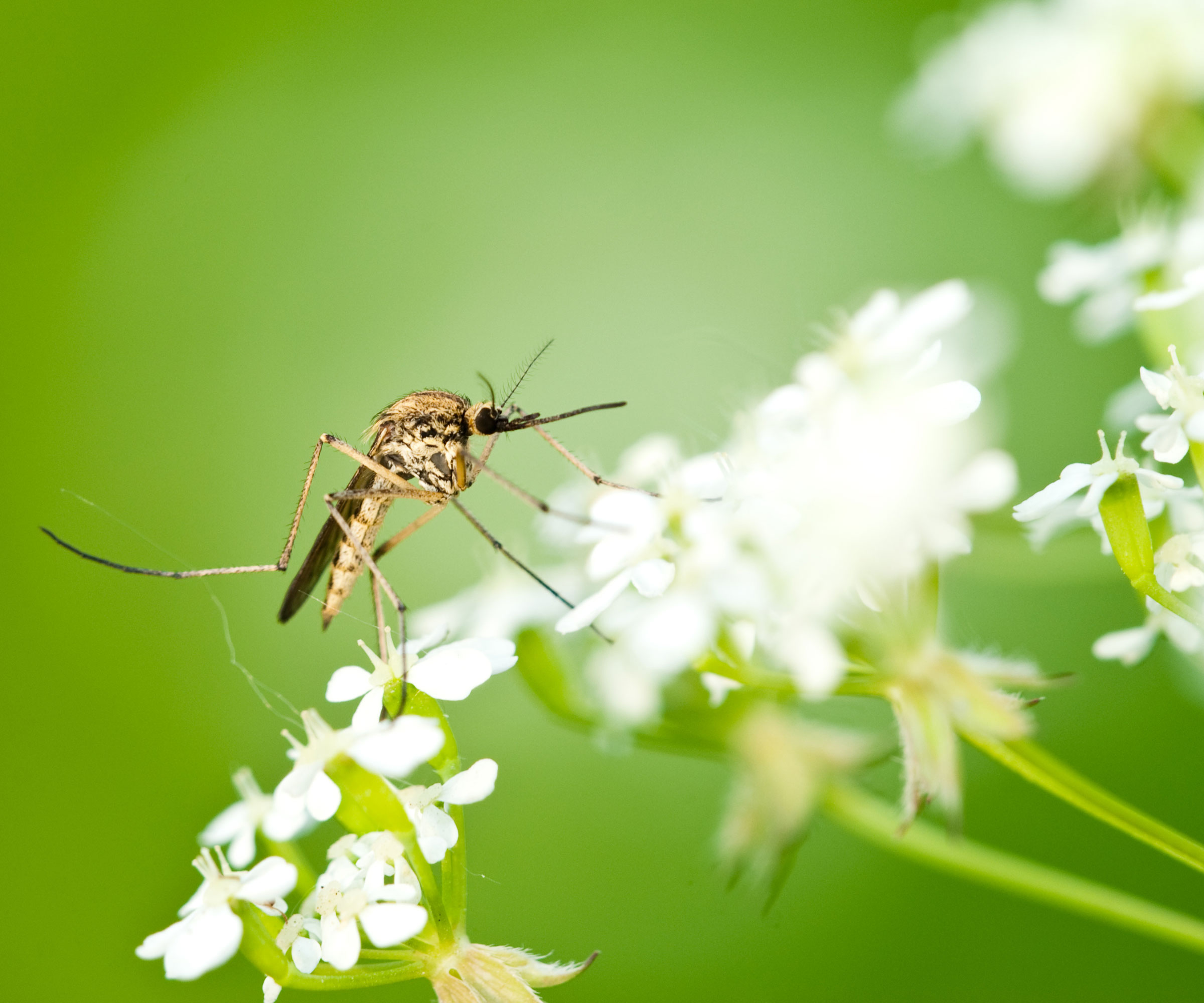 mosquito on flower head of plant