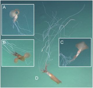 Researchers sighted 5 Bigfin squid specimens in the waters south of Australia