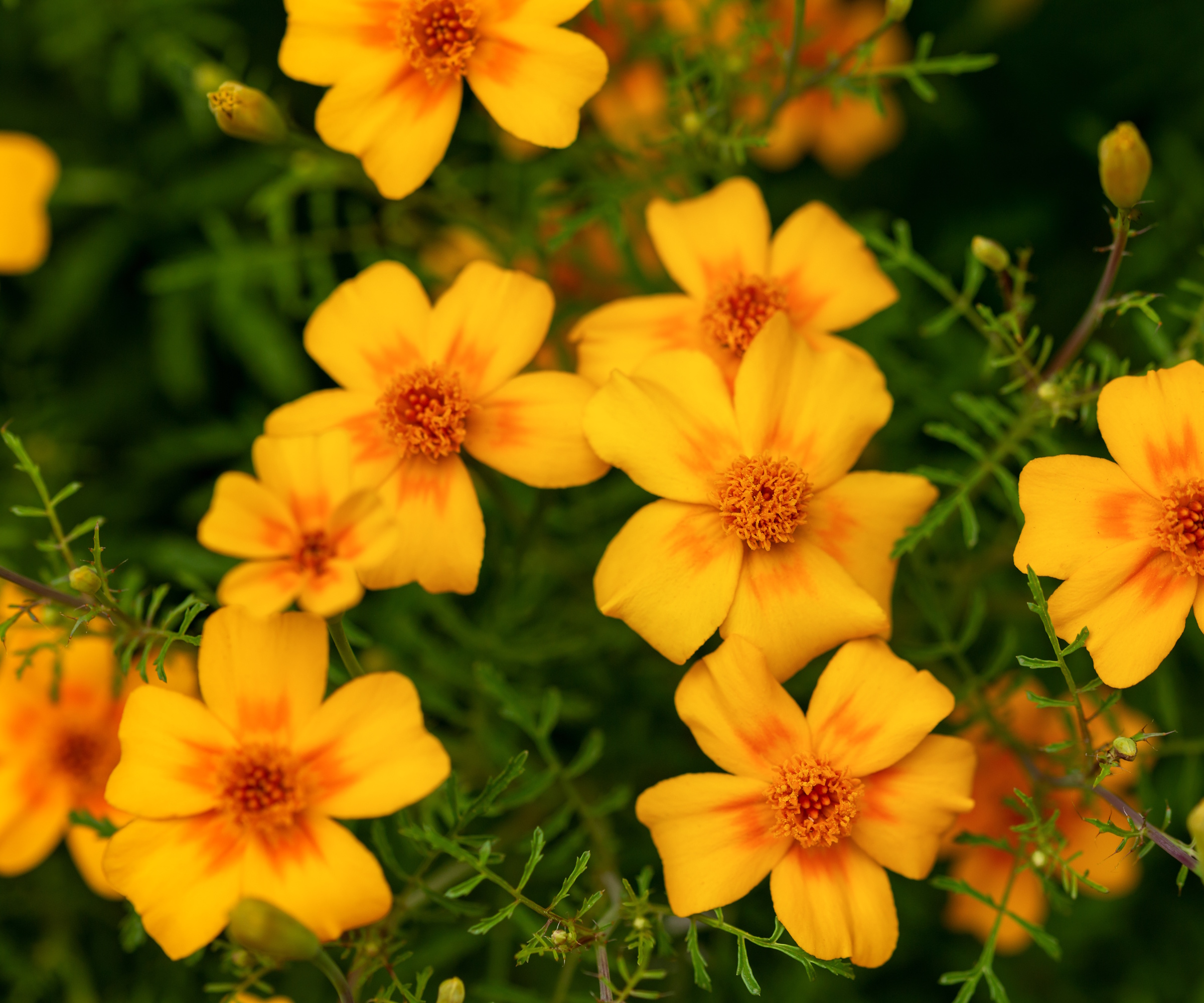 Signet marigolds