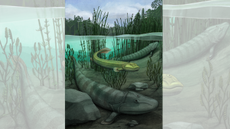 Illustration of Qikiqtania wakei (center) in the water with its larger cousing, Tiktaalik roseae