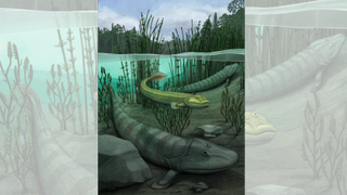 Illustration of Qikiqtania wakei (center) in the water with its larger cousing, Tiktaalik roseae