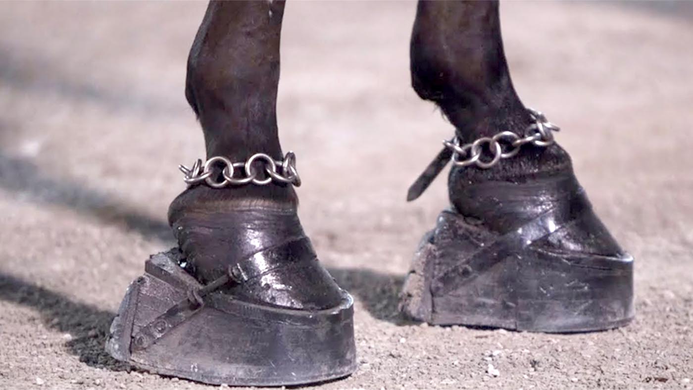 Tennessee-walking-horses.jpg