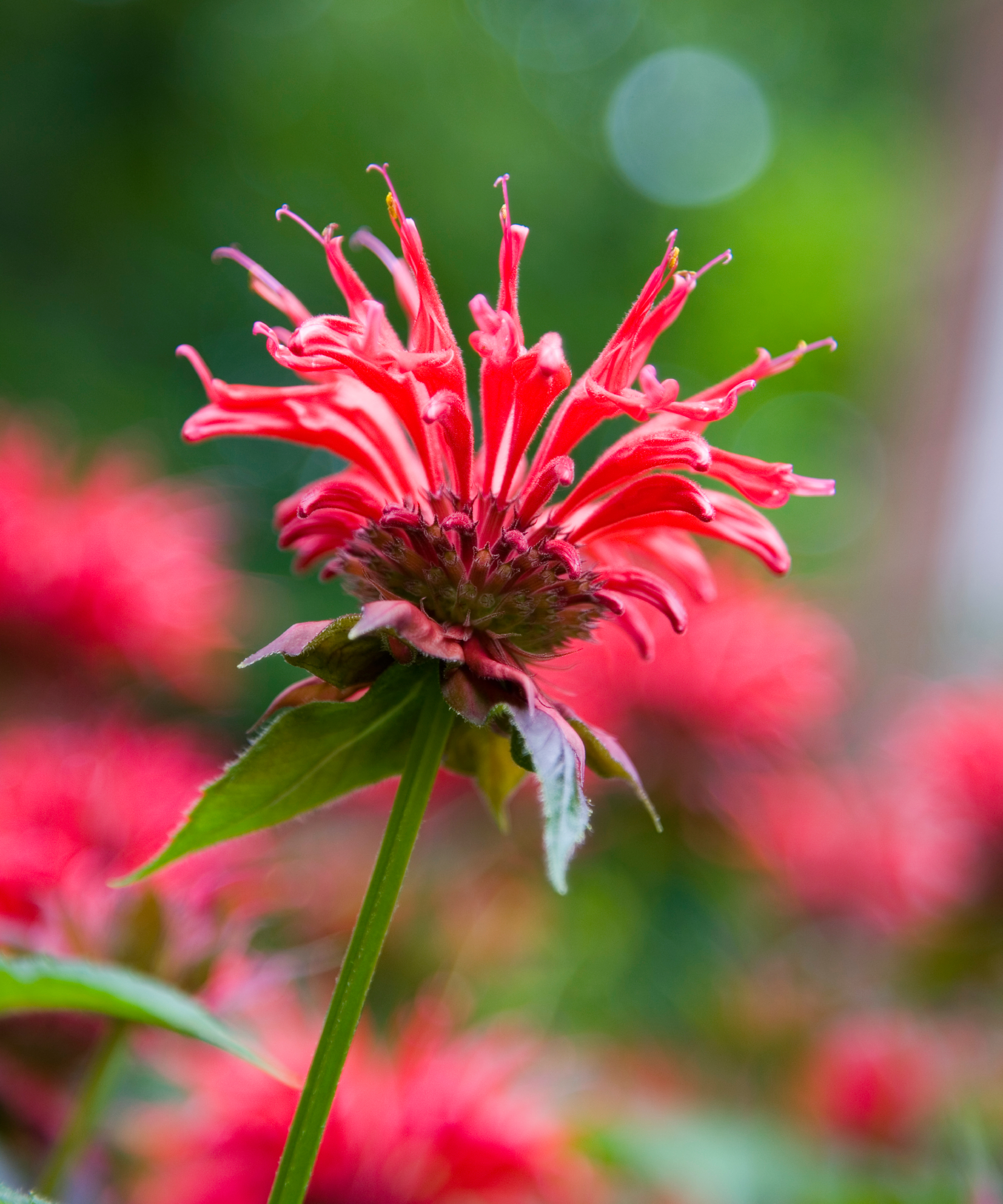 red monarda bee balm