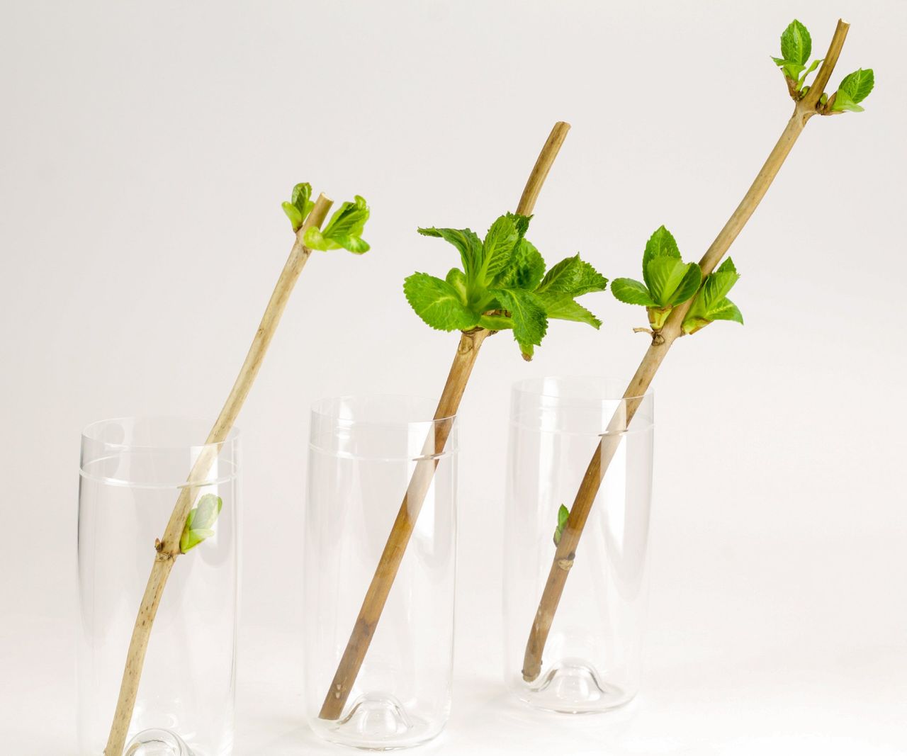 How To Propagate A Hydrangea From Cuttings | Gardening Know How