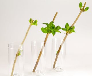 Three hydrangea cuttings in glasses of water