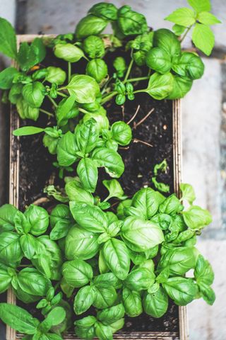 basil growing in the garden in a planter