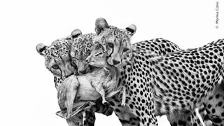 Two leopards are seen in black and white, one holding a prey in its mouth, with a soft focus on their spotted fur