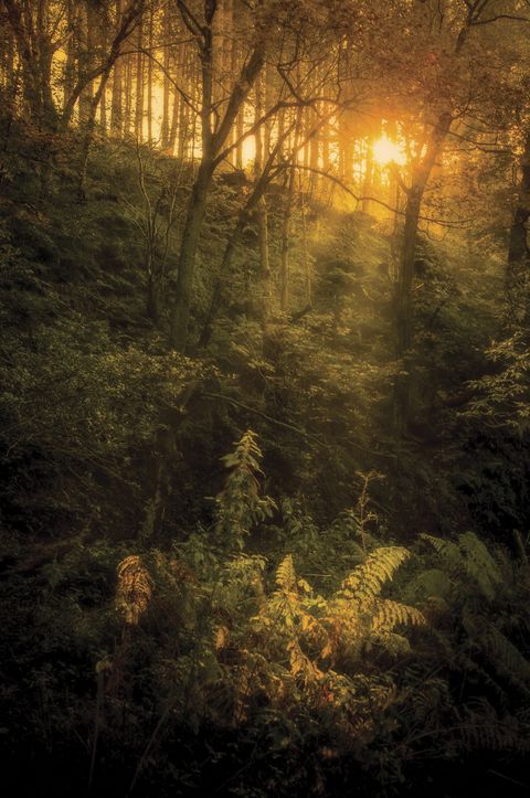 Photography cheat sheet: woodland photography | Digital Camera World
