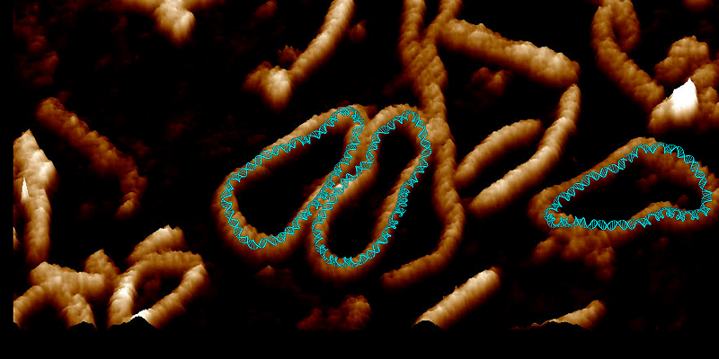 Incredibly detailed video shows DNA twisting into weird shapes to squeeze into cells
