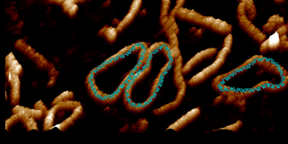 A visualization of a DNA minicircle.