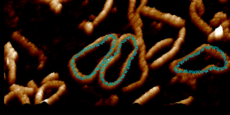 A visualization of a DNA minicircle.