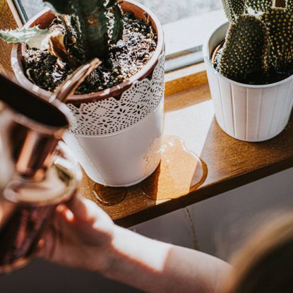 water leaking out the bottom of a potted cactus on a windowsill