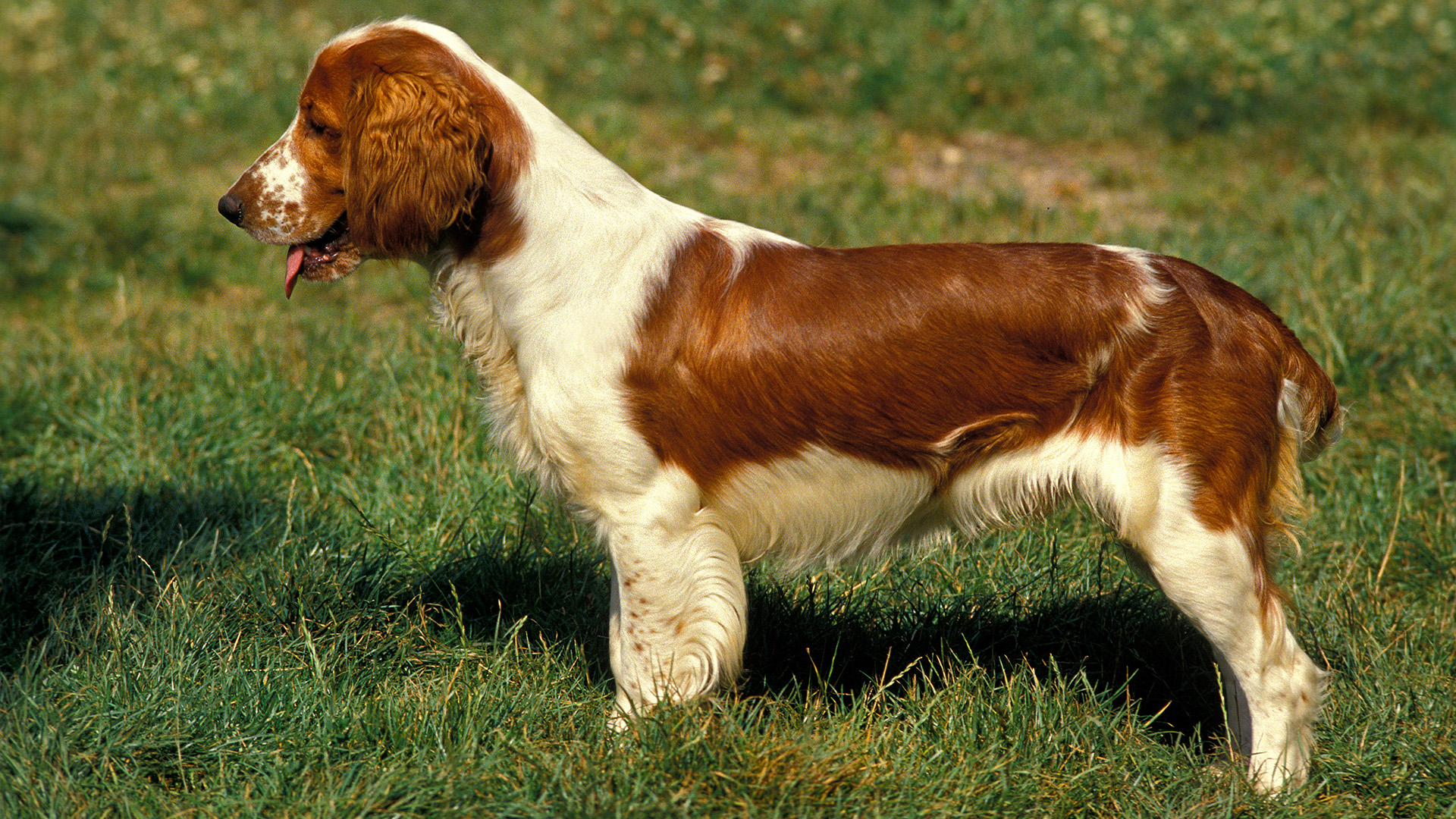 Welsh Springer Spaniel