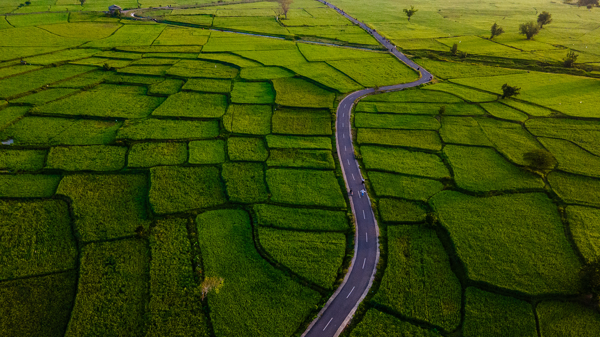An aerial view shows rice paddies at sunrise in Montasik, Indonesia