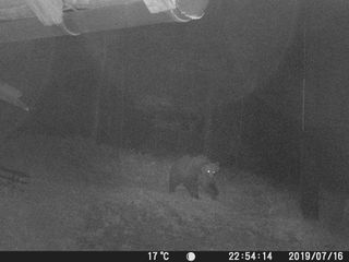 A camera trap image of escaped bear M49. The fugitive bear escaped an enclosure where he was being held.