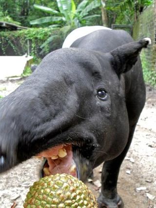 Asian tapirs are not good dispersers for plants with large fruits and seeds.