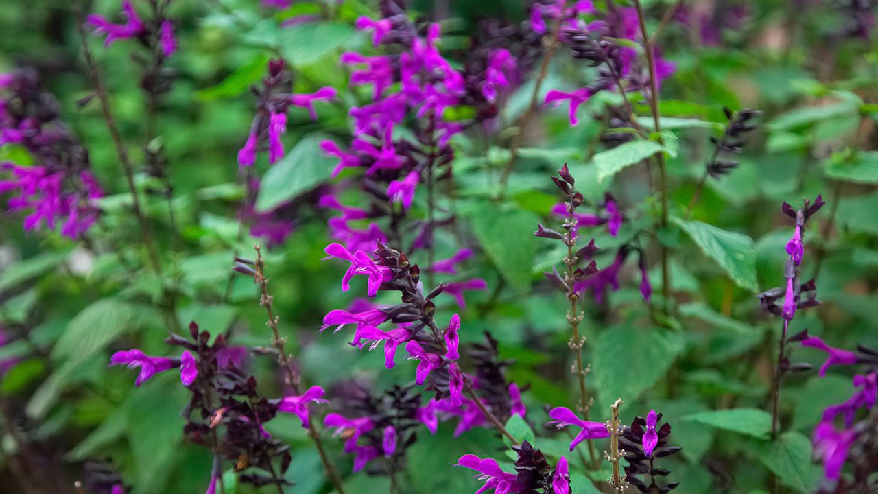 Amistad types of salvias growing in summer bed display