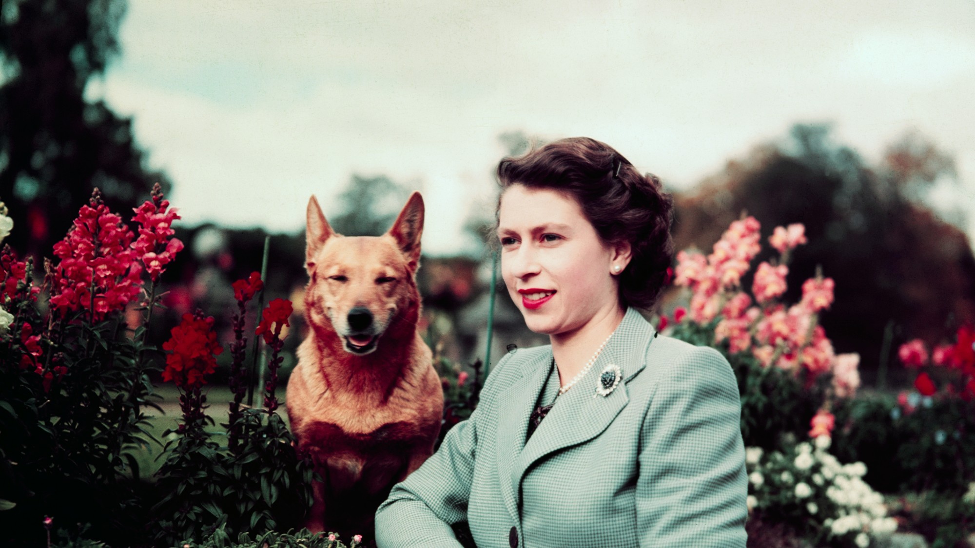 Queen Elizabeth II of England at Balmoral Castle with one of her Corgis