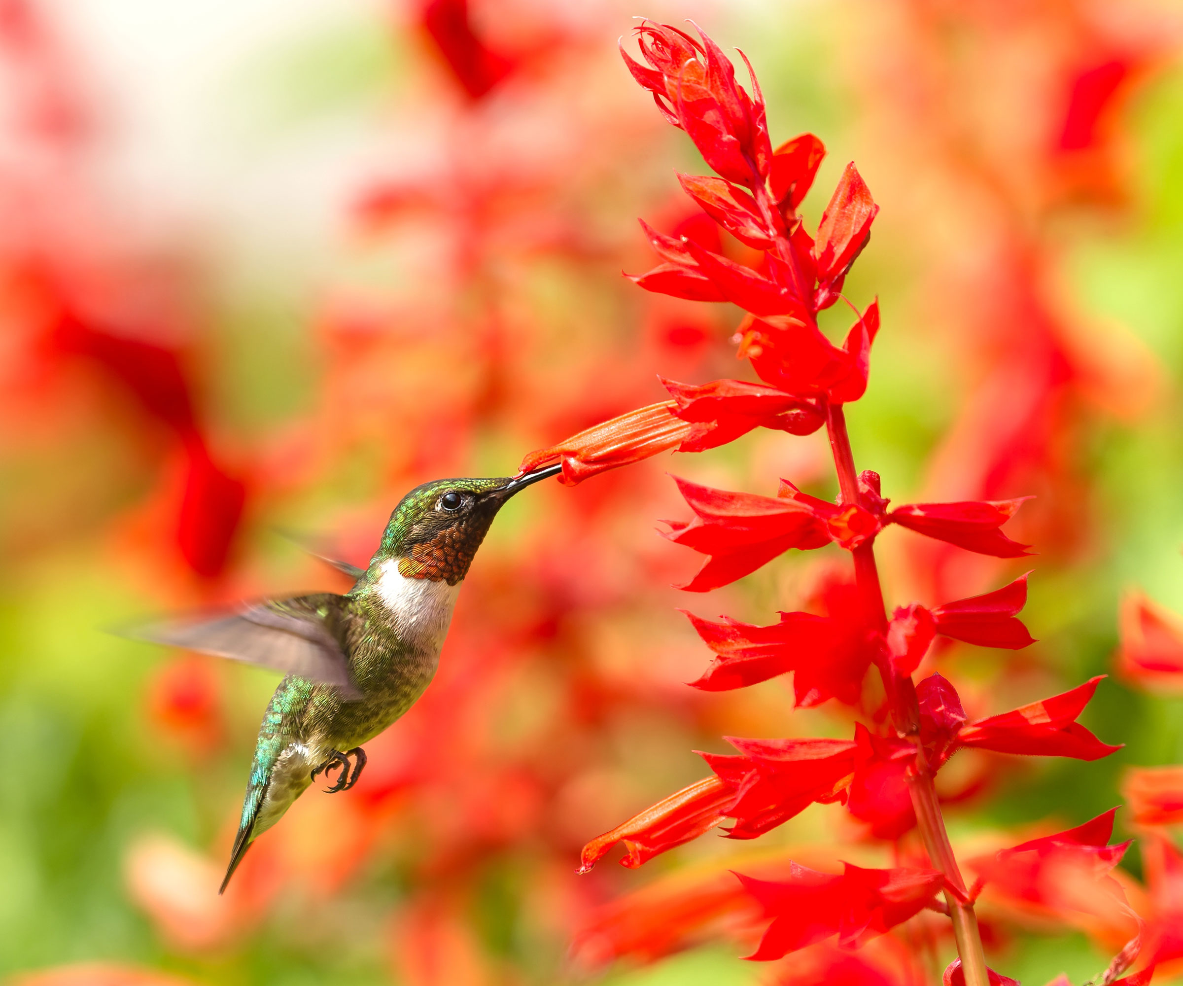 hummingbird feeding from red cardinal flower