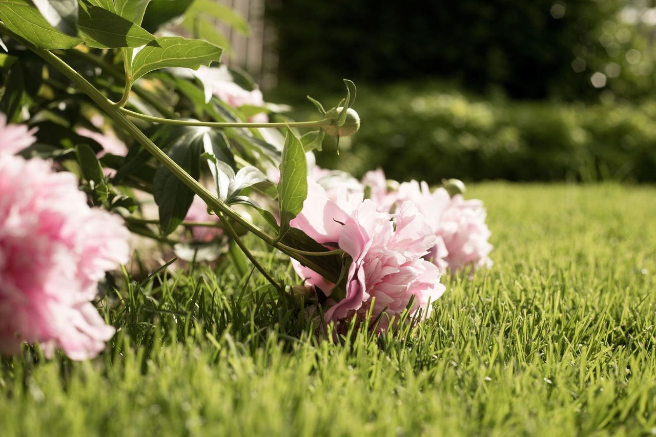 Leggy Pink Flowered Plant Reaching The Grass