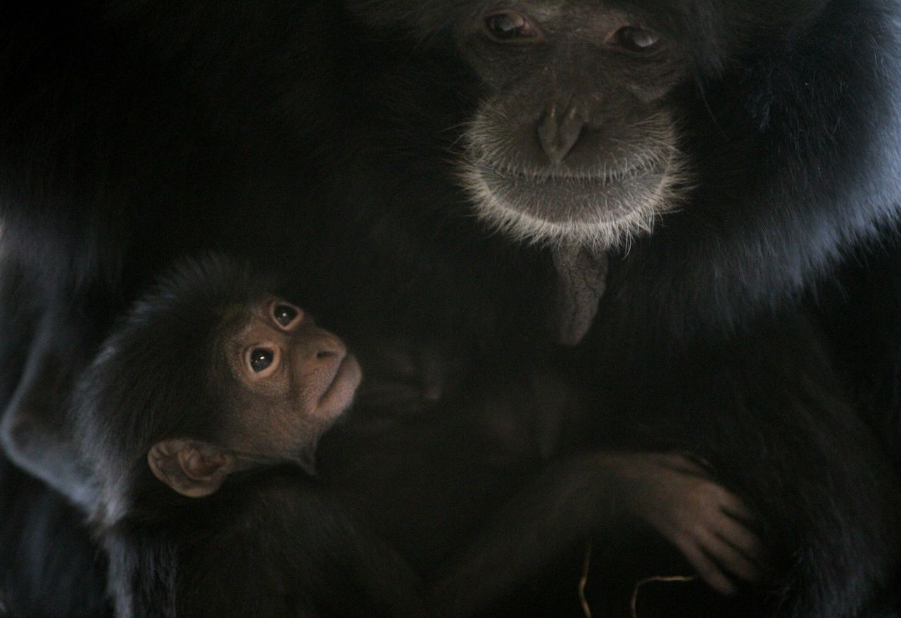 A file photo showing a baby siamang with its mother.