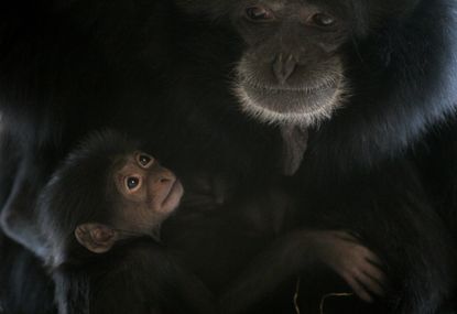 A file photo showing a baby siamang with its mother.