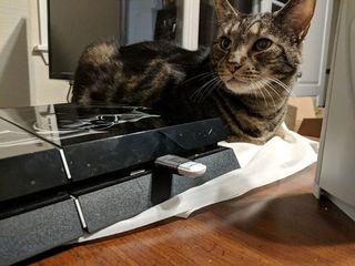 cat on ps4